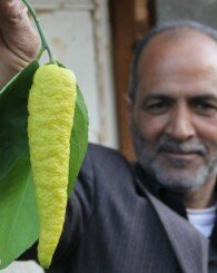 Biber Görünümlü Limon