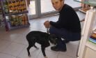 Şanslı Köpek Ölümden Döndü