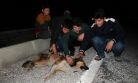 Yaralı Köpek Yardım Bekledi!